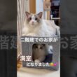 二階建てのお家が満室になりました😽💕#ラグドール #猫好きさんと繋がりたい #猫のいる暮らし #ねこ動画