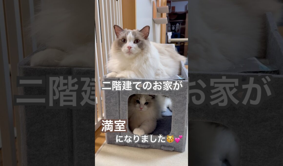 二階建てのお家が満室になりました😽💕#ラグドール #猫好きさんと繋がりたい #猫のいる暮らし #ねこ動画