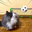 【ゴール‼︎‼︎】ゴールキーパーはできるかにゃ！？！？ノルウェージャンフォレストキャットとターキッシュアンゴラ