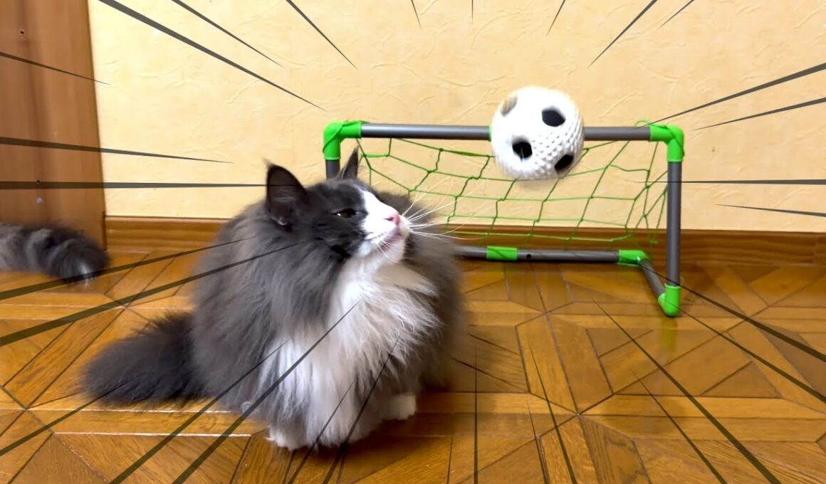 【ゴール‼︎‼︎】ゴールキーパーはできるかにゃ！？！？ノルウェージャンフォレストキャットとターキッシュアンゴラ