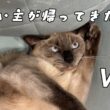 【生態図鑑#007】飼い主が帰ったときのシャム猫のリアル