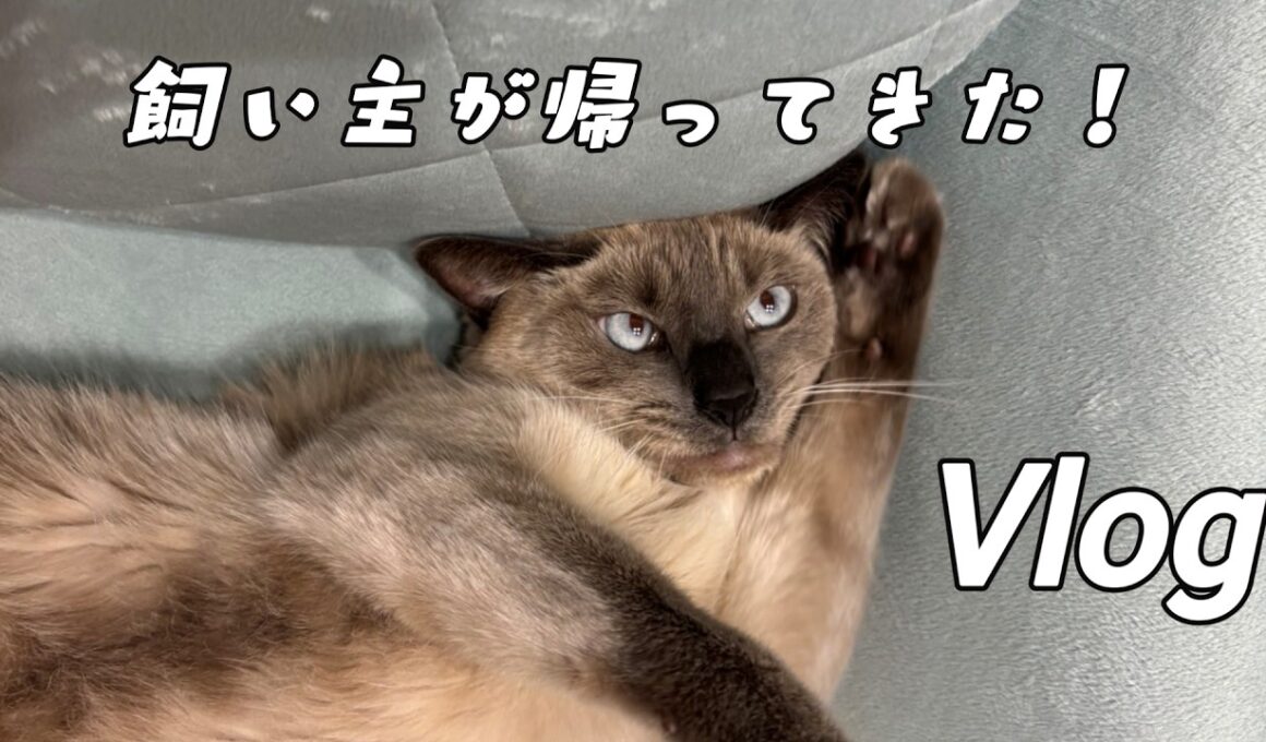 【生態図鑑#007】飼い主が帰ったときのシャム猫のリアル