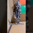楽に開けれるドアと苦戦するドア#アメリカンショートヘア#アメショ#猫