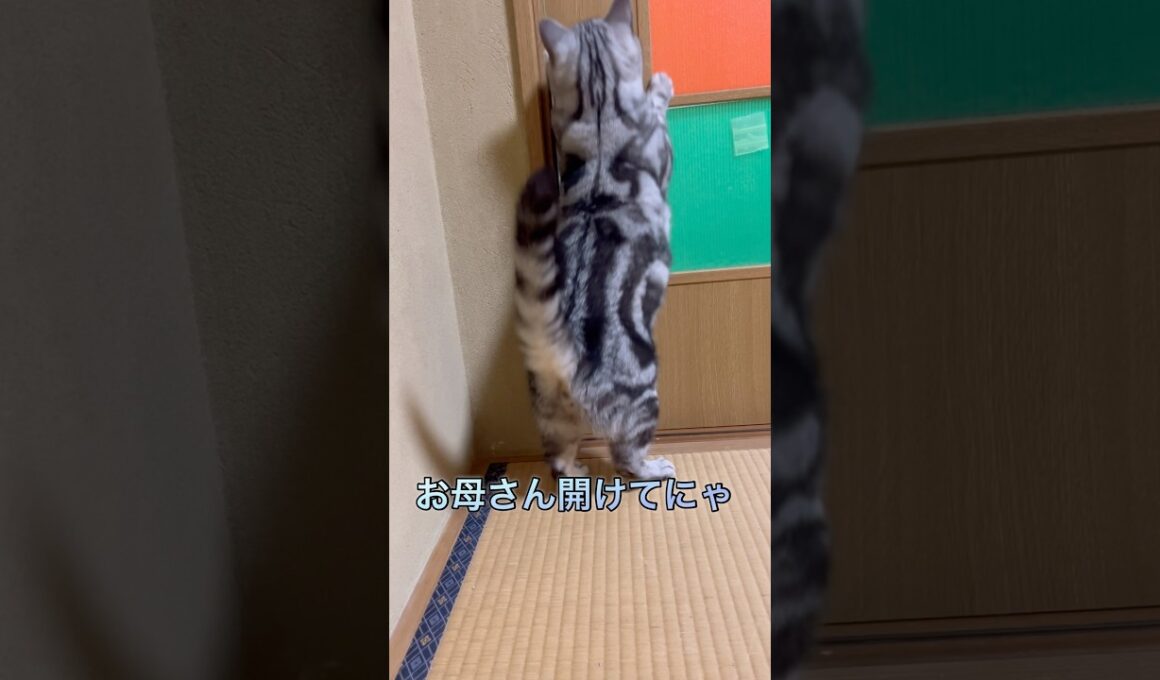 楽に開けれるドアと苦戦するドア#アメリカンショートヘア#アメショ#猫
