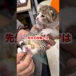 子猫が成長できない原因がわかりました...
