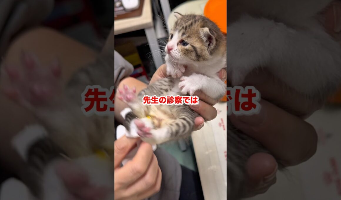 子猫が成長できない原因がわかりました...