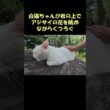 白猫ちゃんが岩の上でアジサイの花を眺めながらくつろぐ #猫 #ねこ #cat