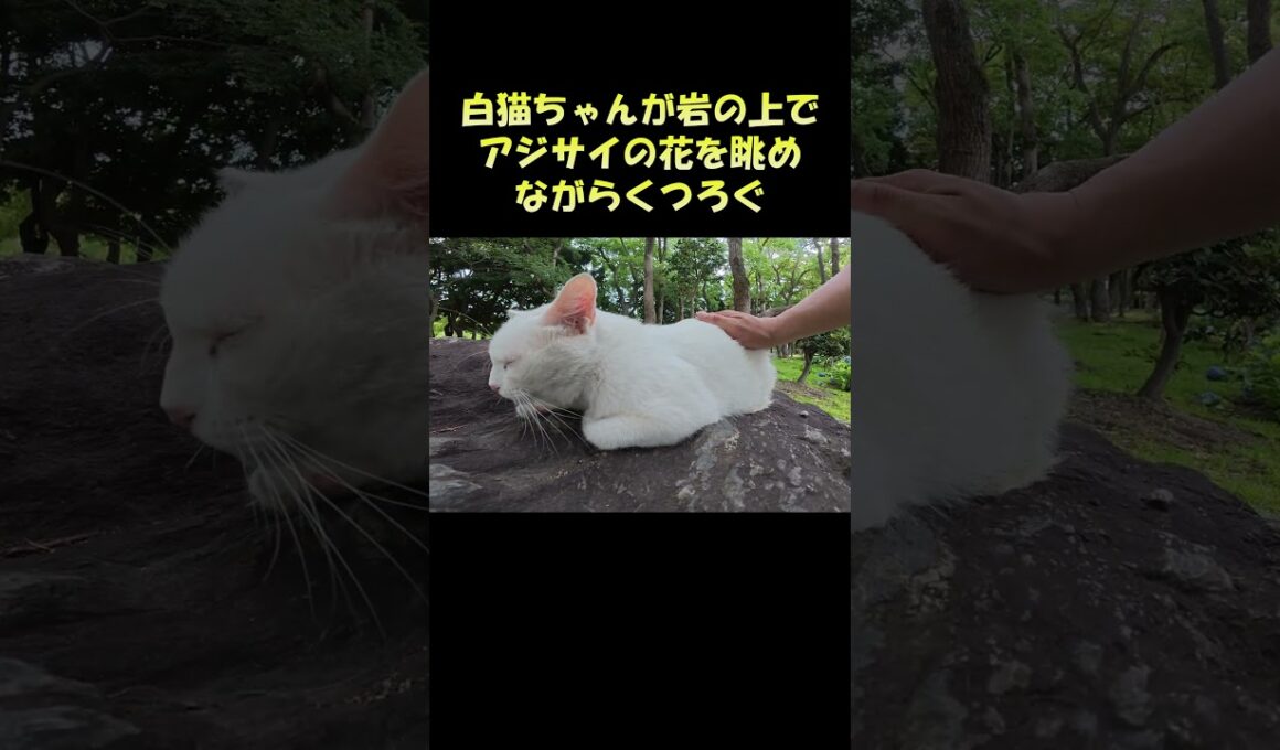 白猫ちゃんが岩の上でアジサイの花を眺めながらくつろぐ #猫 #ねこ #cat