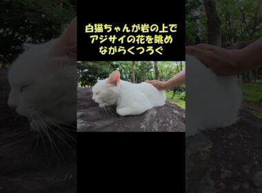 白猫ちゃんが岩の上でアジサイの花を眺めながらくつろぐ #猫 #ねこ #cat