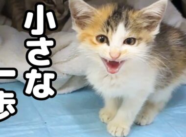 元気のなかった保護子猫が4回目の食事で見せてくれた変化…