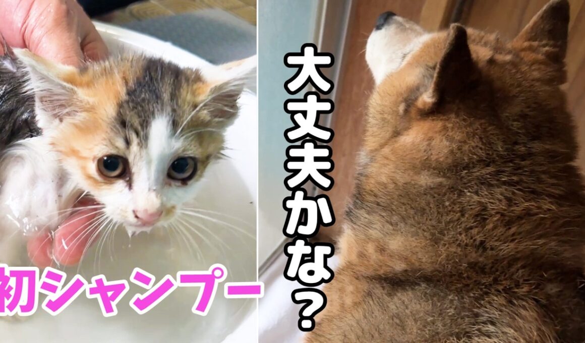 子猫がお風呂に入ると、柴犬がそっと様子を見に来ました