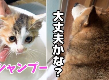子猫がお風呂に入ると、柴犬がそっと様子を見に来ました