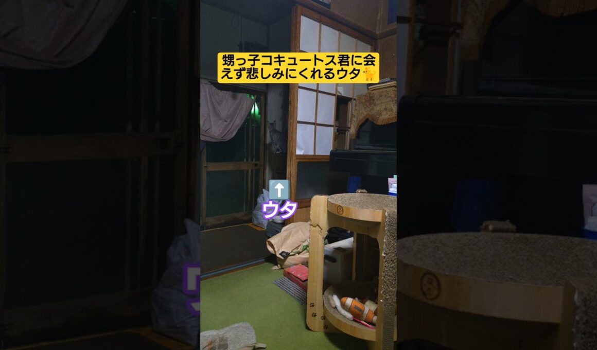 甥っ子コキュートス君に会えず悲しみにくれるウタ🐈️（無編集）#ウタ #吹雪