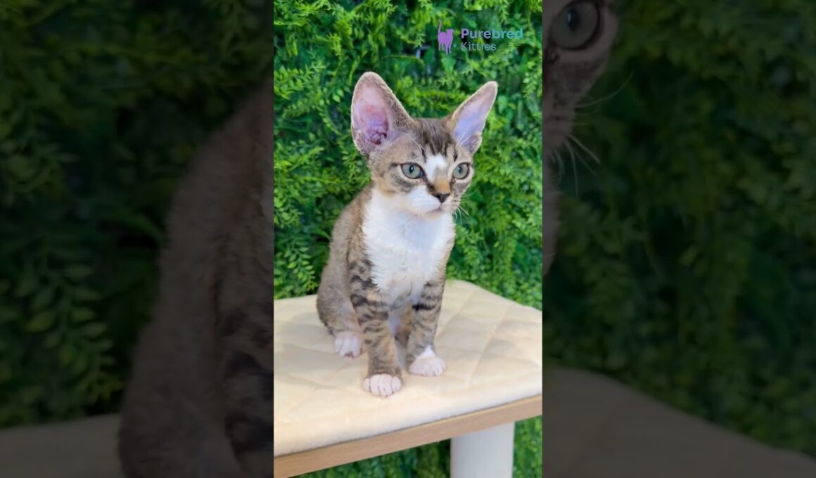 Meet Nala: Gorgeous Black Tabby Devon Rex Girl with Golden Eyes 🖤✨ #DevonRex #BlackTabbyCat