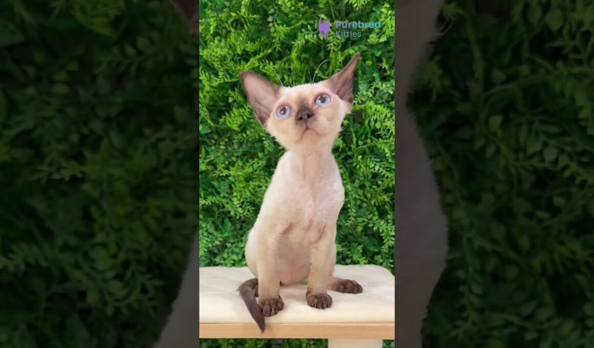 Meet Ivy: Beautiful Seal Point Devon Rex Girl with Blue Eyes 💙✨ #DevonRex #DevonRexKitten #SealPoint