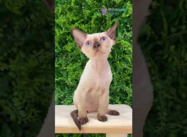 Meet Ivy: Beautiful Seal Point Devon Rex Girl with Blue Eyes 💙✨ #DevonRex #DevonRexKitten #SealPoint