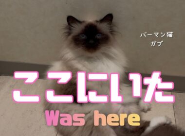 バーマン猫ガブ【ここにいた】Was here（バーマン猫）Birman/Cat