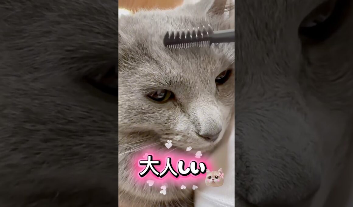 【検証】まつ毛コームでマッサージしたら、とろける⁉️ #猫 #ロシアンブルー #catshorts #shorts