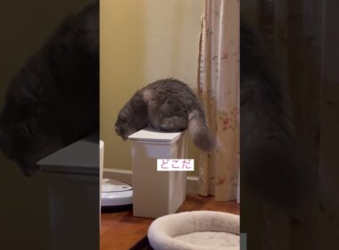 また敵だ #ねこ動画 #アメリカンカール