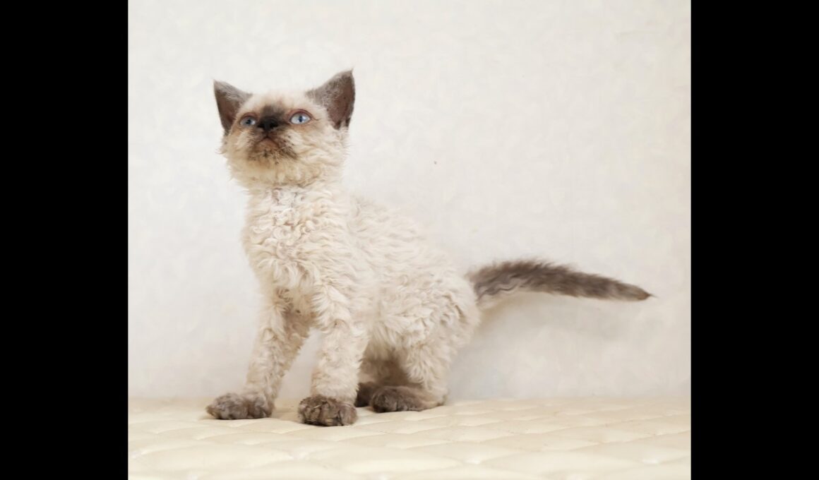 セルカークレックス子猫　Selkirk Rex　2026.3.31産まれ　　シールポイント　巻き毛　男の子　シーダキャット猫のお店