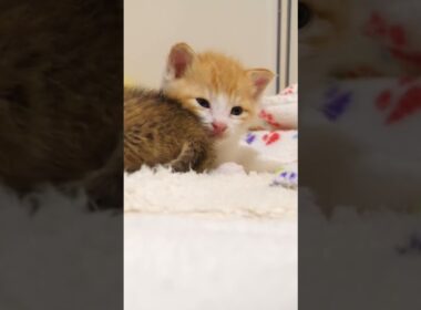 子猫は何故睡魔と闘うのか？【赤ちゃん猫　保護猫】 #kitten #cat #gatto #好きな子猫 #子ネコ #保護猫 #meow #エウレカねこ部 #kitty