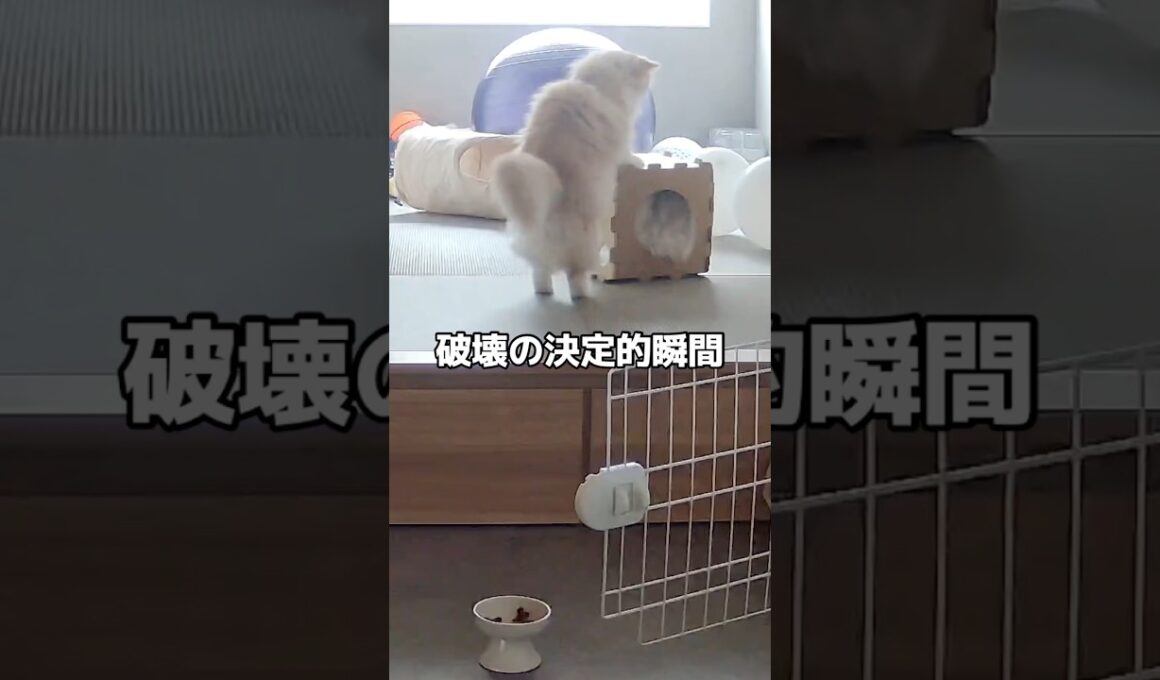 ペットカメラを見ていると猫達のハプニング映像が #ねこわふらいふ #おもしろ動画