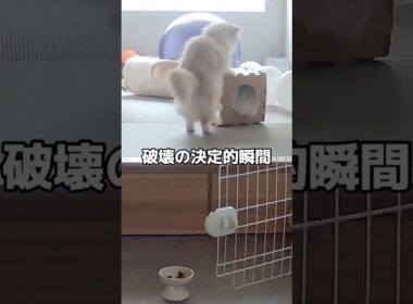 ペットカメラを見ていると猫達のハプニング映像が #ねこわふらいふ #おもしろ動画