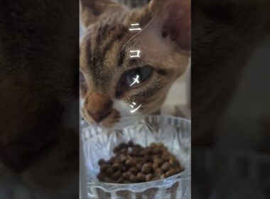 ニコメシカリカリ［デボンレックスASMR］　 #猫  #カリカリ  #shorts #devonrex