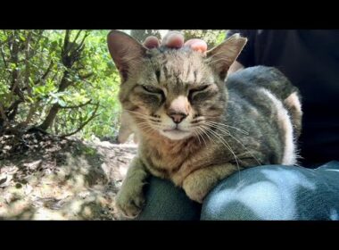 そわそわ膝に近付いて来た女子キジ猫ちゃんの期待に応えて膝の上