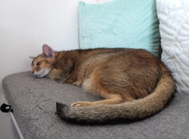 ぐっすり眠るアビシニアンのマロン