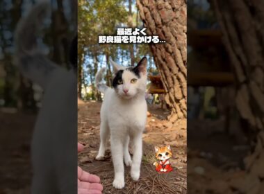 野良猫を見かけた日のスピリチュアルな意味#猫スピリチュアル #スピリチュアル #猫のいる暮らし #ねこ #開運
