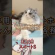 アメリカンカールのすずちゃん！ペットホテル宿泊『にゃんぱく岐阜各務原』#shorts #cat #猫ホテル