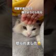 可愛すぎたので撫でようとしたら…怒られました😅💕#ラグドール #猫好きさんと繋がりたい #猫のいる暮らし #ねこ動画 #子猫
