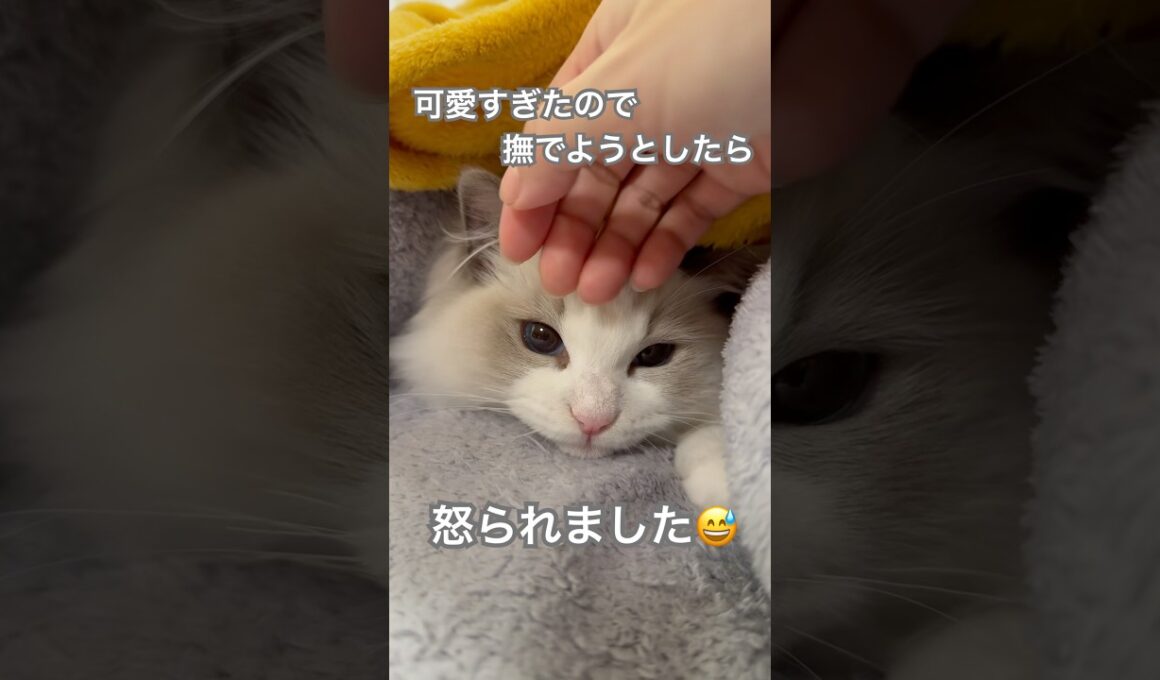 可愛すぎたので撫でようとしたら…怒られました😅💕#ラグドール #猫好きさんと繋がりたい #猫のいる暮らし #ねこ動画 #子猫