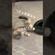 天下分け目の戦い＠リビング #北欧猫 #ノルウェージャンフォレストキャット #norwegian #ネコ #猫  #かわいい #shorts