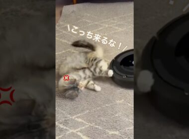 天下分け目の戦い＠リビング #北欧猫 #ノルウェージャンフォレストキャット #norwegian #ネコ #猫  #かわいい #shorts