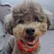 河川氾濫で避難した犬と猫の行動が...