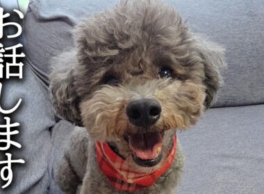 河川氾濫で避難した犬と猫の行動が...