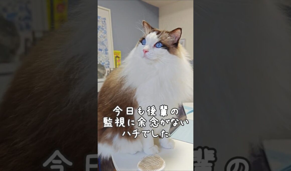 参加はしないけど見には来るラグドール｜トイガー&ラグドール　#トイガー #ラグドール #catshorts　#猫のいる暮らし #catfunny #大型猫