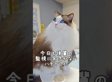 参加はしないけど見には来るラグドール｜トイガー&ラグドール　#トイガー #ラグドール #catshorts　#猫のいる暮らし #catfunny #大型猫