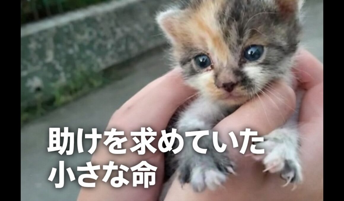 助けを求める子猫の鳴き声。保護して初めて知った命の重さ。【猫にまつわる感動話】 #子猫 #猫動画 #保護猫 #感動 #感動する話 #家族 #cats #animals #cat #catvideos