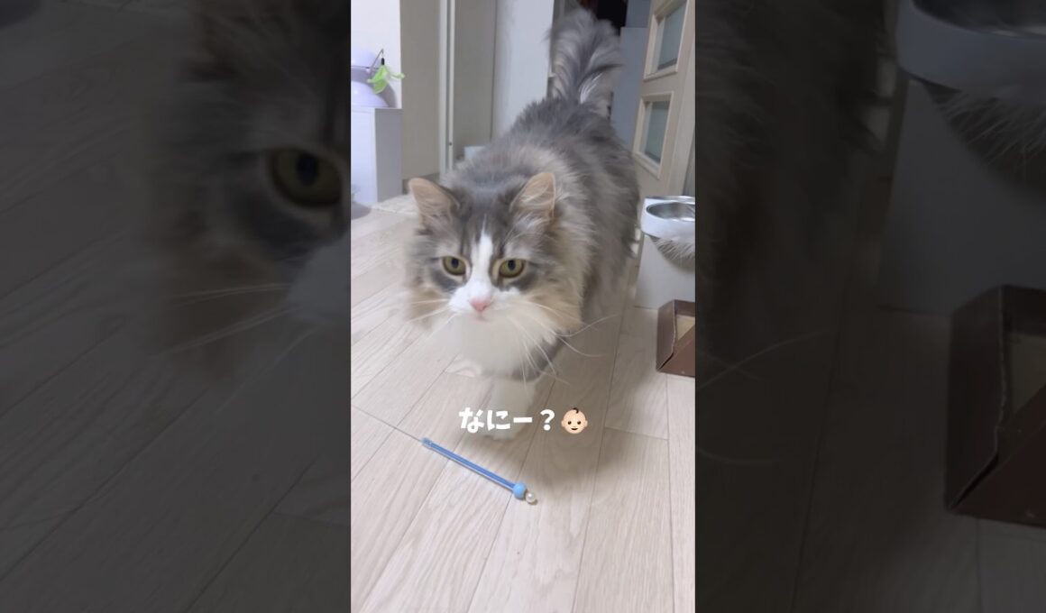 犬みたいな猫🐱 #ノルウェージャンフォレストキャット #猫の鳴き声 #大型猫 #おしゃべり猫 #猫とおしゃべり