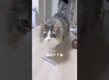 犬みたいな猫🐱 #ノルウェージャンフォレストキャット #猫の鳴き声 #大型猫 #おしゃべり猫 #猫とおしゃべり