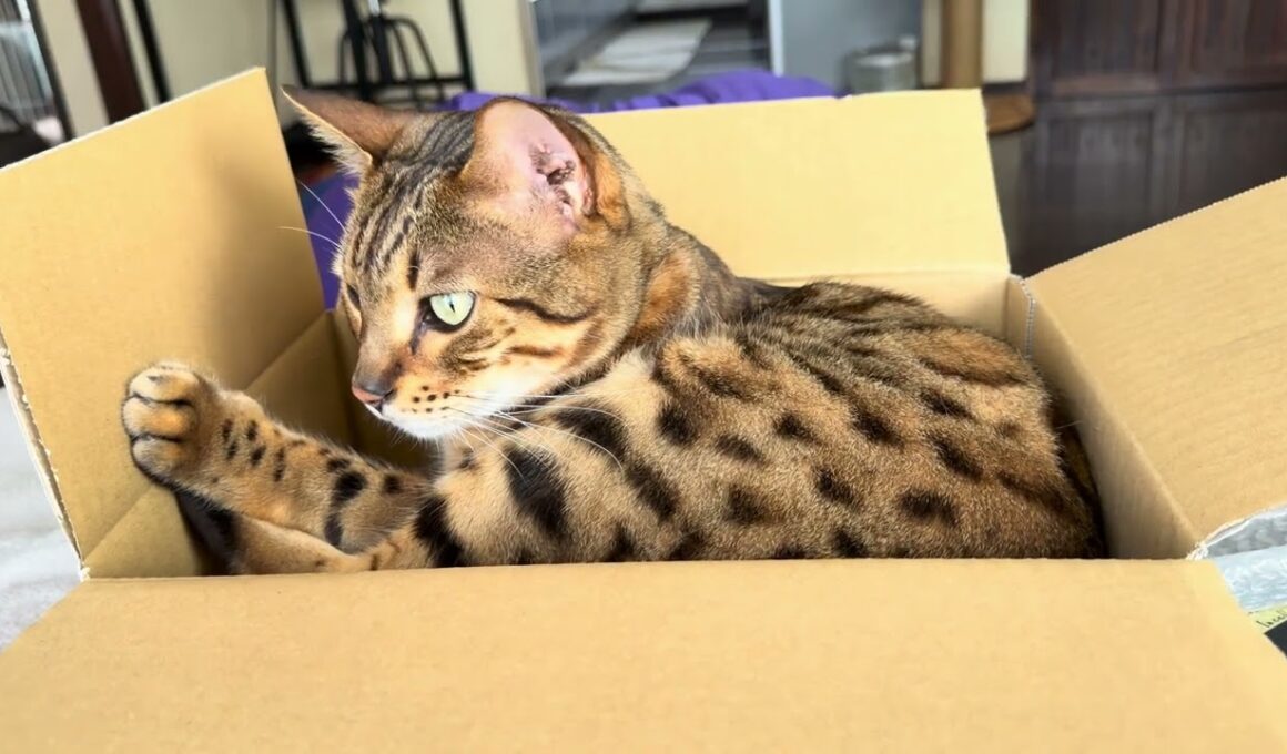 【ベンガル】のメレブさん🐅箱📦の中でウネウネするベンガル🫧 #ベンガルとハチワレ