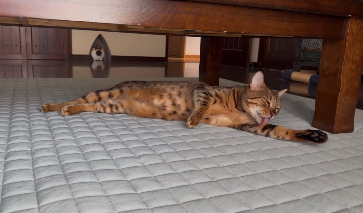 【ベンガル】のメレブさん🐅テーブル下でウネウネするベンガル🫧 #ベンガルとハチワレ