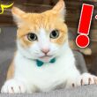 ビックリしすぎてイカ耳のまま固まってしまう猫
