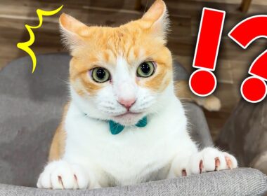 ビックリしすぎてイカ耳のまま固まってしまう猫
