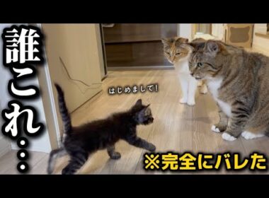 【バレた】隔離中の子猫の存在がついに全員にバレてしまいました…