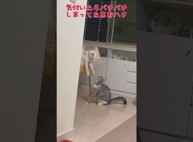 兄弟猫の喧嘩が可愛いくてずっとみていたいけど…