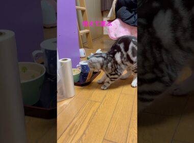 おやつの時間まで待てない猫 #アメショ #アメリカンショートヘア #ネコ